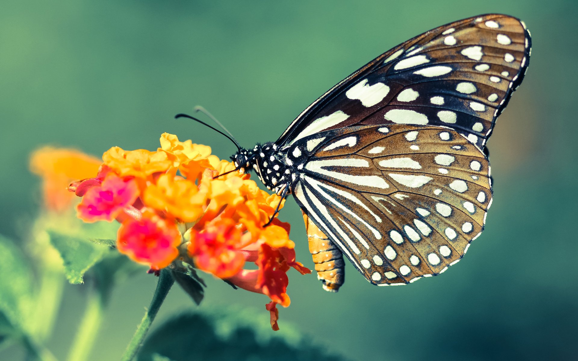 辽宁飞豹冲击三连冠卫冕路挑战重重,辽宁飞豹队标